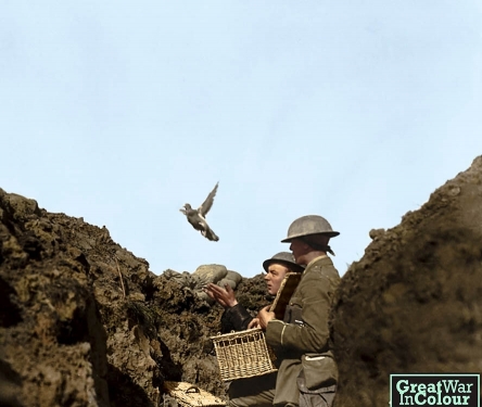 US ARMY CARRIER PIGEONS IN WW1,WW1 CARRIER PIGEON ARTICLE,AMERICAN ...