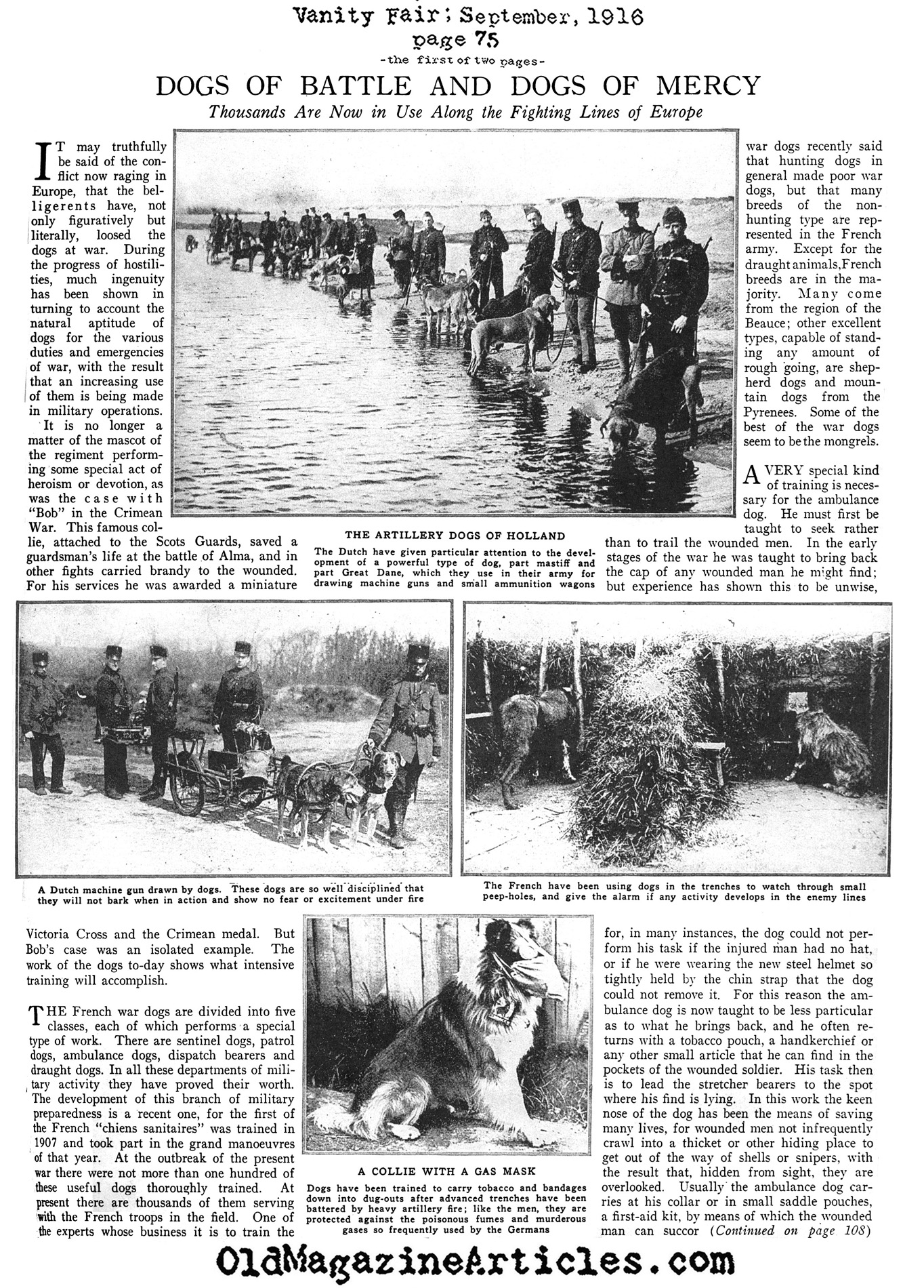 Dogs on the Western Front